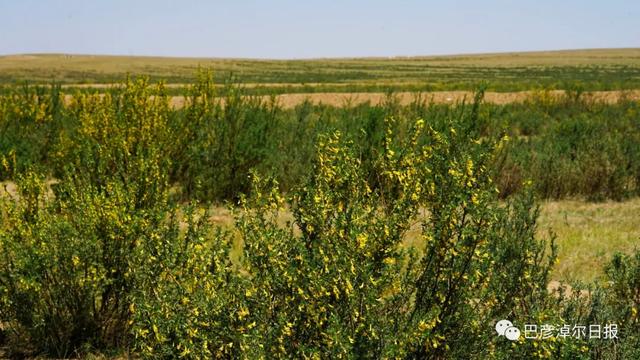 石哈河只有油菜花？那是你没见过58万亩柠条