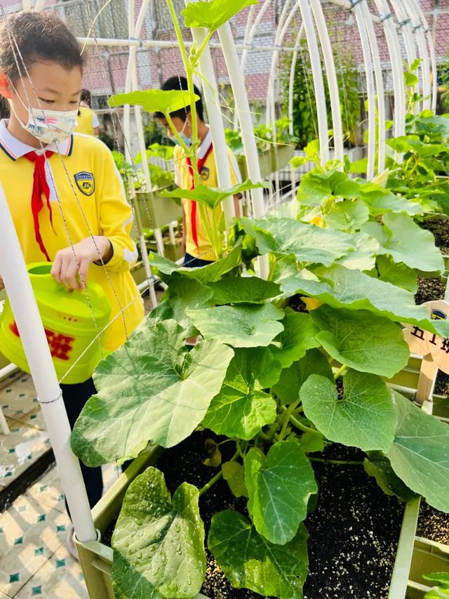 绿色越秀丨都市农场“上天”！在屋顶种菜，实现蔬果自由