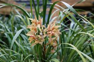 室内种植兰花(兰花草这么养，年年开花，花量很大)