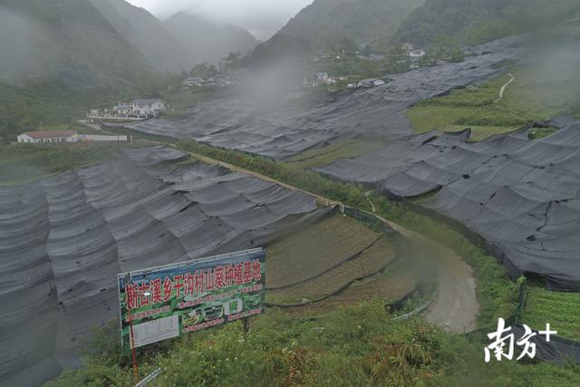 “山葵村”：绝壁深谷里的产业奇迹｜扶贫凉山 顺德行动