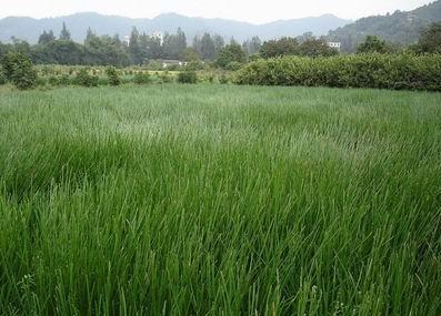 荸荠高效种植技术，把握好病虫害预防措施方法，提高产量与质量