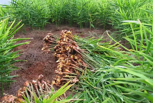 农村种植：生姜种植过程中需要注意的事项