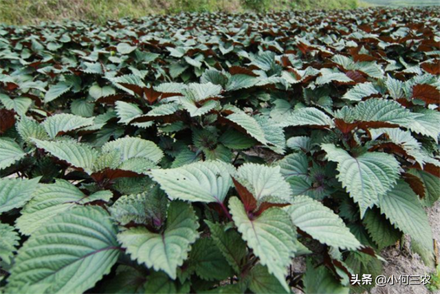 小何三农：香料与油药的原产料，快来学习学习紫苏的种植过程吧