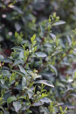 茶果间作种植方式的茶(关于江南春天的味道，都在这杯茶里)