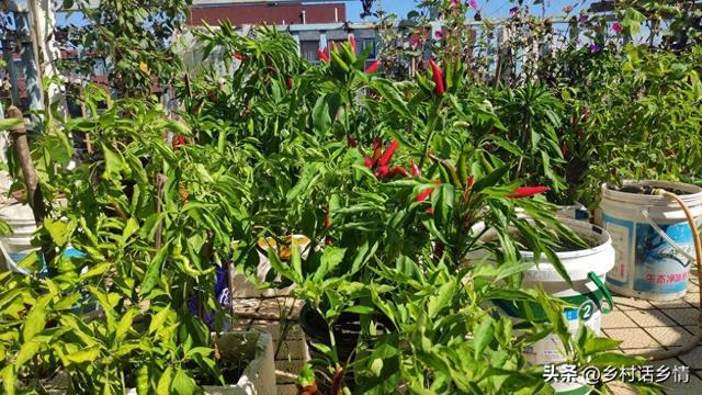 阳台、泡沫箱、花盆最适合种植这些蔬菜，简单省心，家庭种植首选