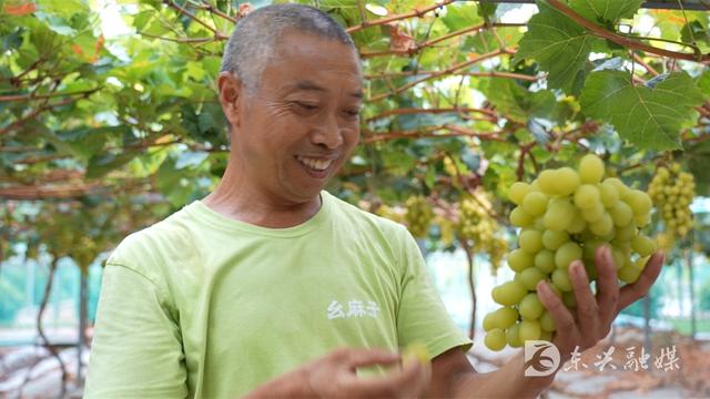 约起！这里的“阳光玫瑰”熟了