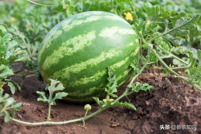 露地夏播西瓜栽培技术，掌握好这几个重要点，可以轻松提高产量