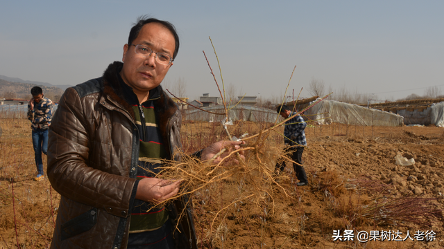 桃树发展品种选择啥，栽植技巧有哪些，了解这些不后悔