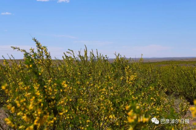 石哈河只有油菜花？那是你没见过58万亩柠条