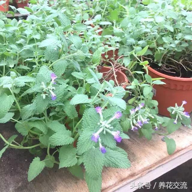 驱蚊效果非常棒的12种植物，适合栽种在院子的旁边