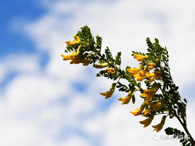 石哈河只有油菜花？那是你没见过58万亩柠条