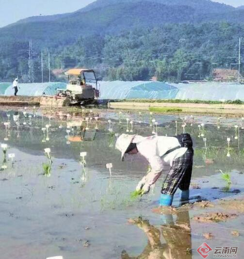 云南省农科院实施“百团千员助农增收三年行动” 为乡村振兴贡献科技力量