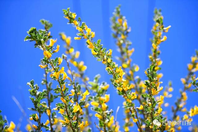 石哈河只有油菜花？那是你没见过58万亩柠条