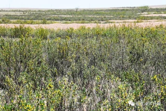 石哈河只有油菜花？那是你没见过58万亩柠条