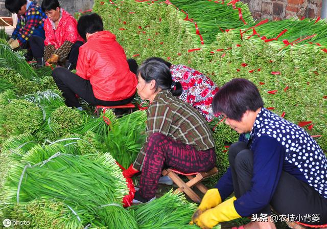 韭菜如何播种管理才能获得更高的产量？