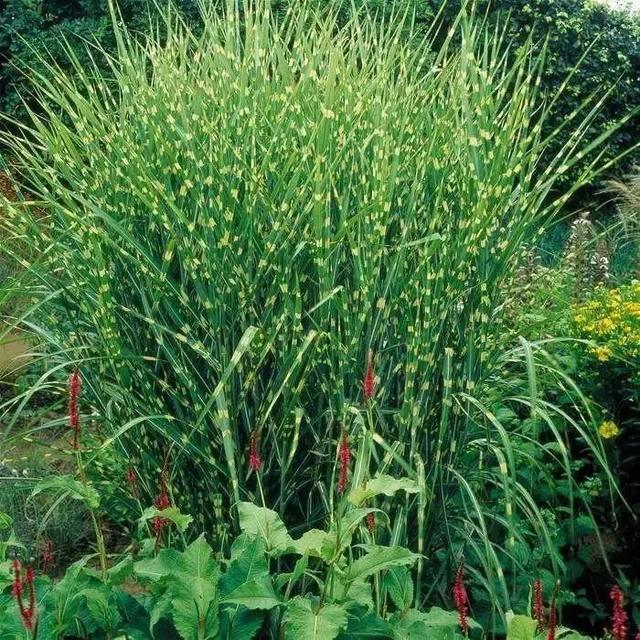 花境植物配置—植物选择参考