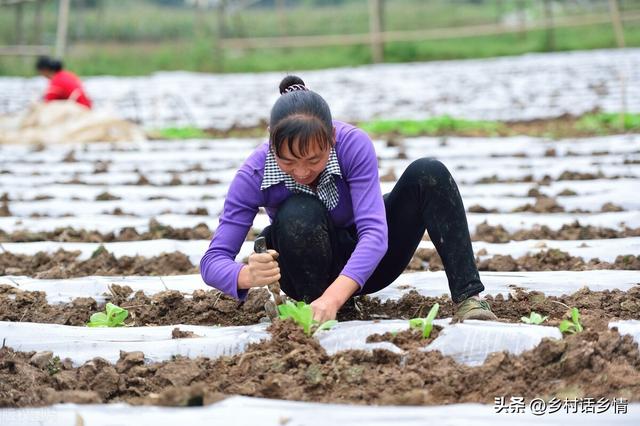 移栽大白菜和萝卜先学会这几点，生根快缓苗快，多年老经验