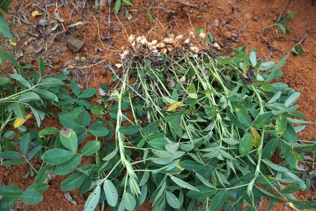 花生种植时间和方法及管理技术,怎么种才能高产