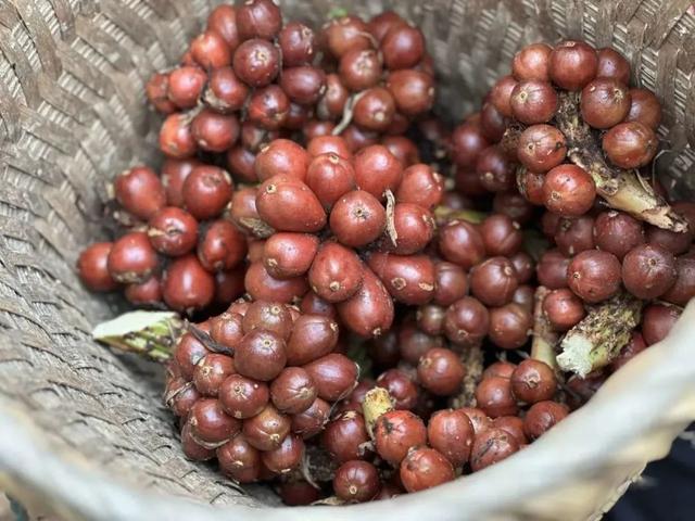 西畴柏林：草果飘香，满目青山变“绿色银行”