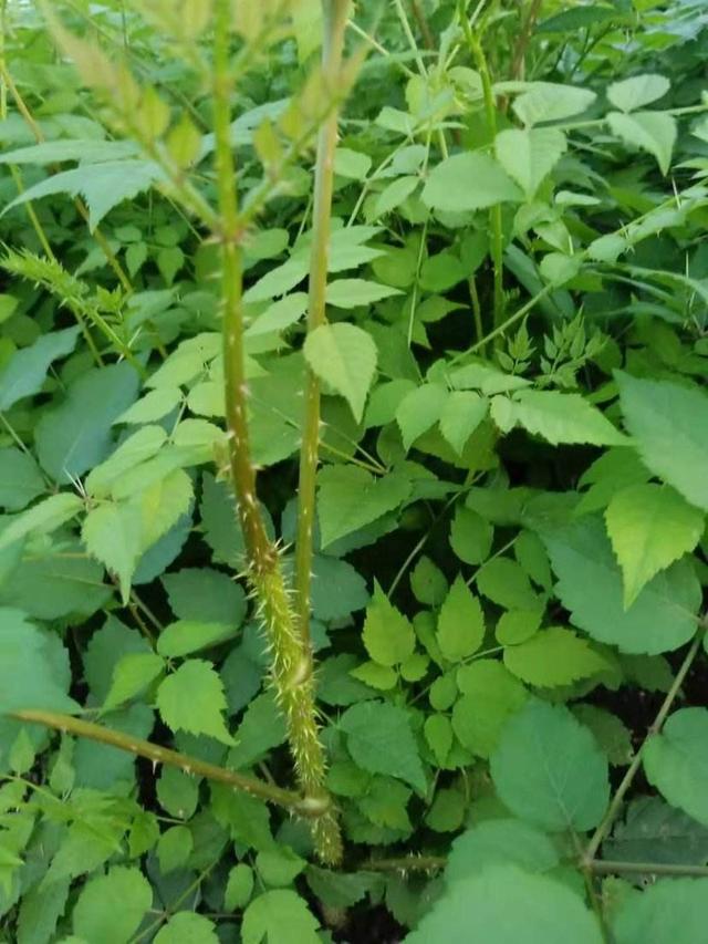 小兴安岭的山野菜――刺老芽和刺五加