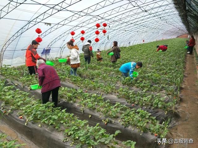 喜获丰收！通化东昌区蔬菜大棚里的别样新年