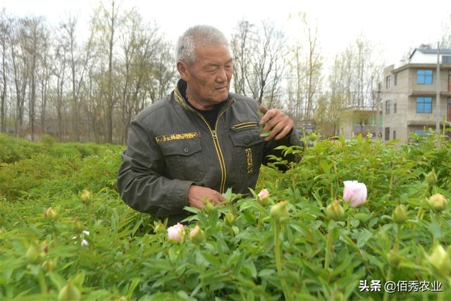 种植牡丹的困惑，为啥秋天会开花，为啥春季不能移栽？