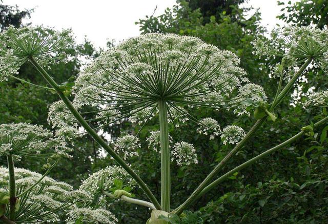 中草药白芷种植收益高，每亩能赚3000元，种植技术都在这了