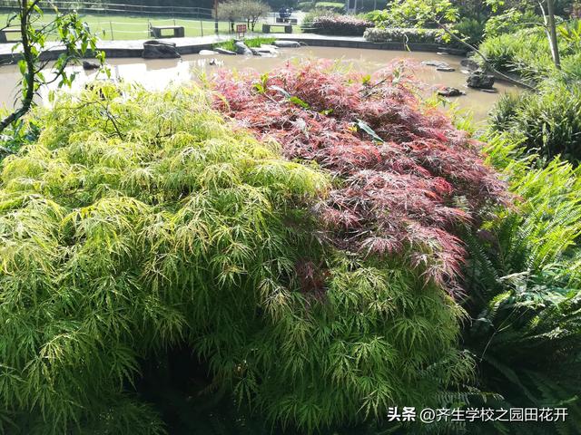 掌握园林植物生长，最为基本的规律和方法，成为养花能手指日可待