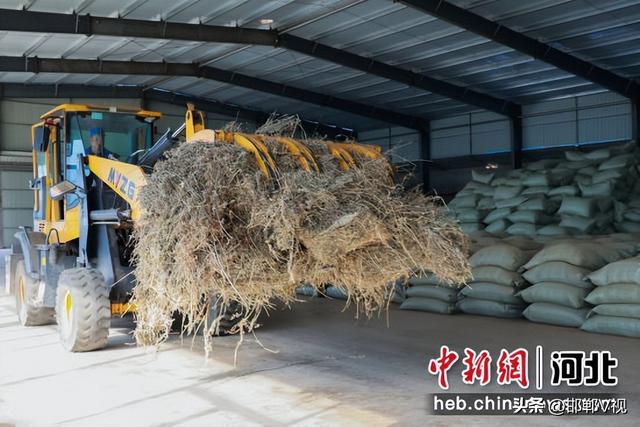 【高端媒体看邯郸】邯郸市邯山区艾草种植成为乡村振兴“劲草”