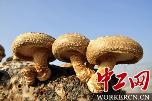 河南西峡县：香菇种出致富路