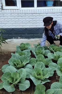 墙面种植蔬菜(砖缝里种大白菜，大妈一手掰一个，实在是牛)