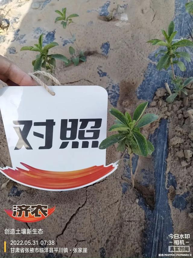 种植甜叶菊小妙招，济农豹子头淋冲帮大忙