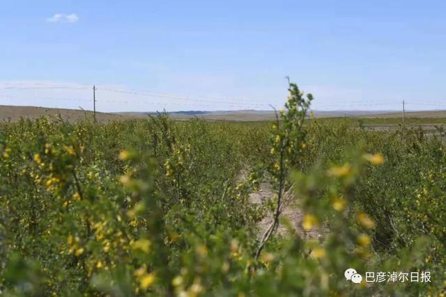 石哈河只有油菜花？那是你没见过58万亩柠条