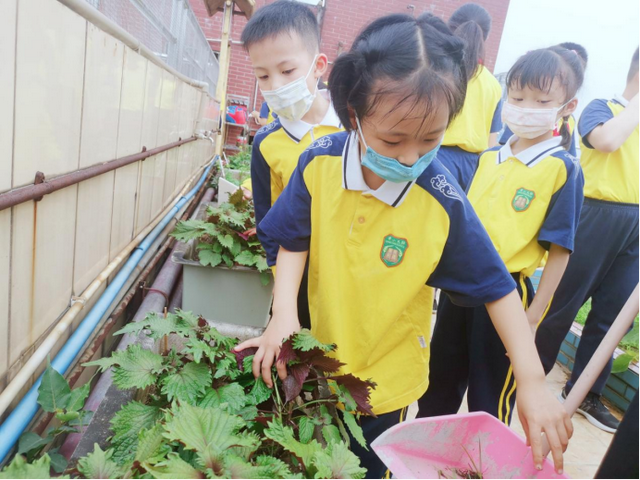 绿色越秀丨都市农场“上天”！在屋顶种菜，实现蔬果自由