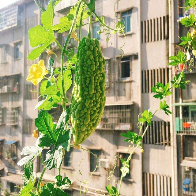 一种菜，3月可以种了，阳台也能结好多果，发芽快，收获一茬茬