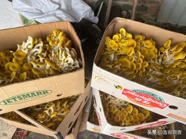 喜获丰收！通化东昌区蔬菜大棚里的别样新年