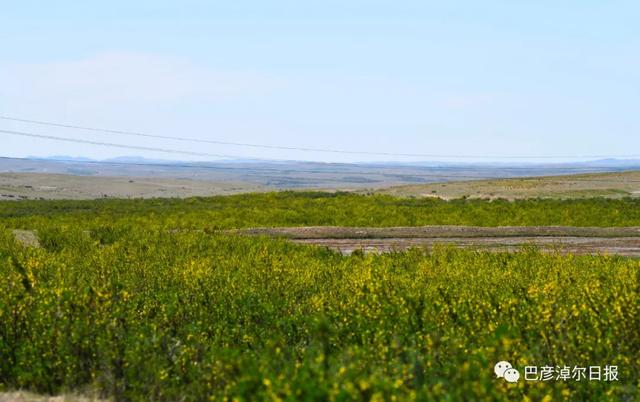 石哈河只有油菜花？那是你没见过58万亩柠条