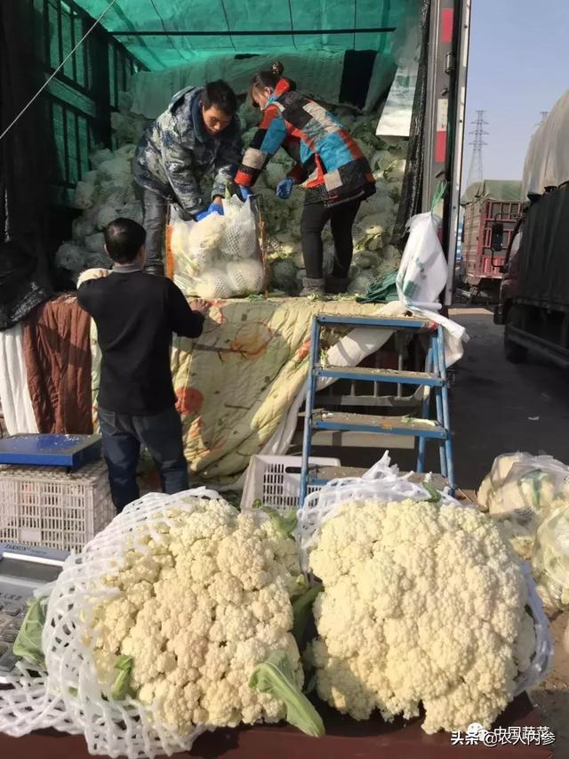 松花菜为啥能火？市场竞争激烈种什么品种好？