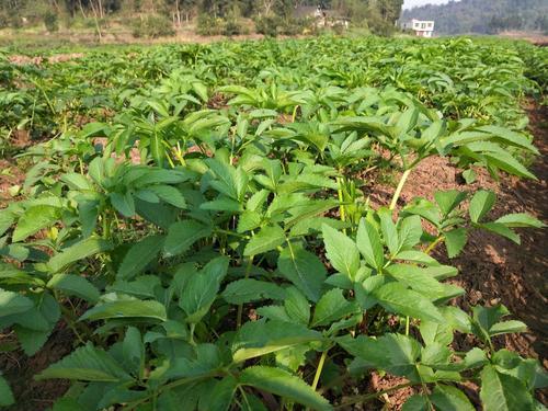 中草药白芷种植收益高，每亩能赚3000元，种植技术都在这了