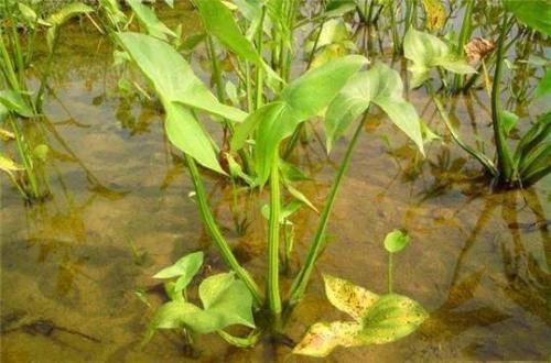 荸荠高效种植技术，把握好病虫害预防措施方法，提高产量与质量