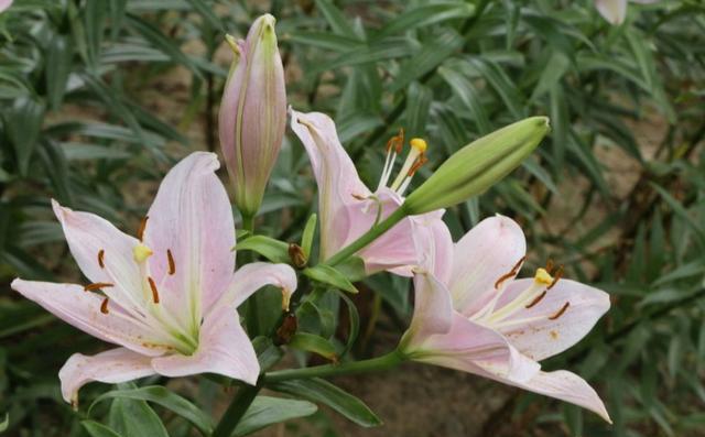 百合花栽种养护，做好几点，植株健壮，开花更美