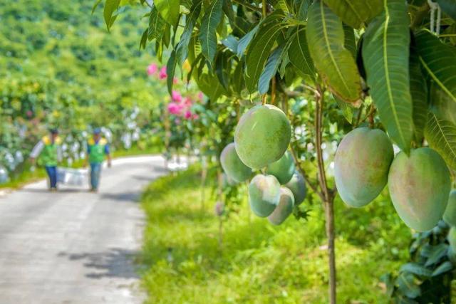 40.5万亩芒果产值达14亿元 四川攀枝花仁和区芒果产业背后有“黑科技”