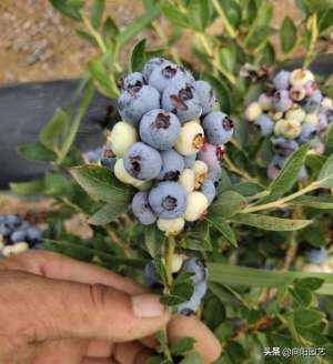 蓝莓树的种植方法如下(盆栽蓝莓，需要注意哪些问题？沙土栽种，定期用硫酸亚铁灌根)