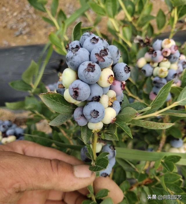 盆栽蓝莓，需要注意哪些问题？沙土栽种，定期用硫酸亚铁灌根