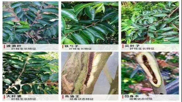 奇楠！千万别种植奇楠！