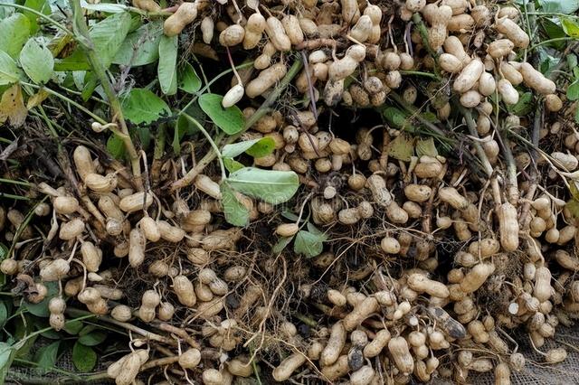 花生种植时间和方法及管理技术,怎么种才能高产