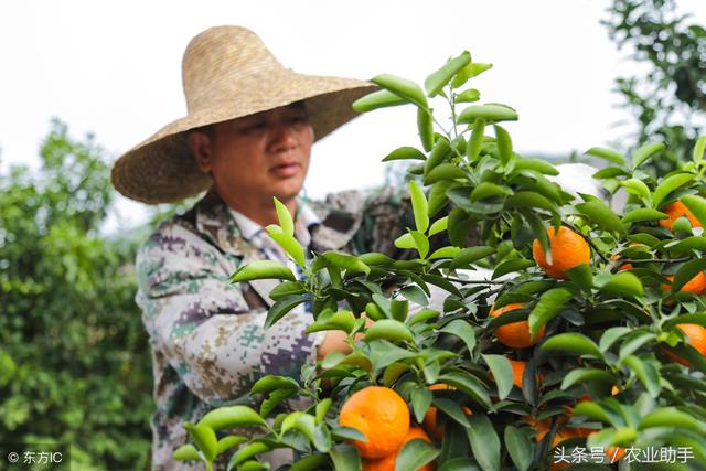 种植沃柑比沙糖桔更赚钱吗？