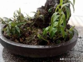 珍贵的铁皮石斛，在花盆中就可以栽培出来，这里有完整方法