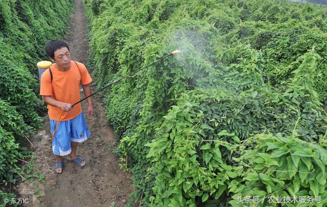 山药好吃，如何进行选种、选地开沟、施肥和管理？