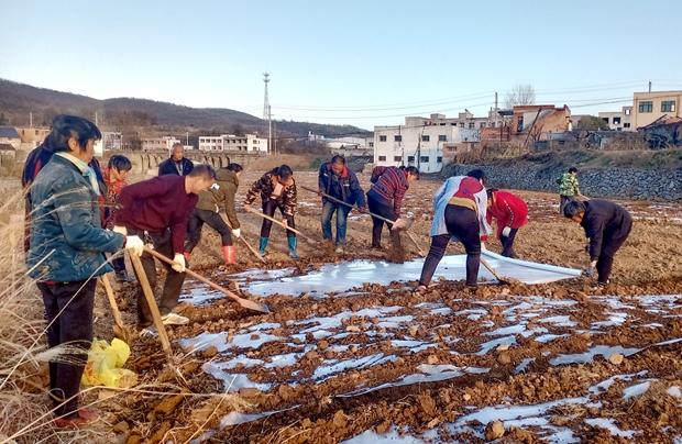 河南淅川县金河镇：全域党建聚合力 油牡丹产业发展势头好